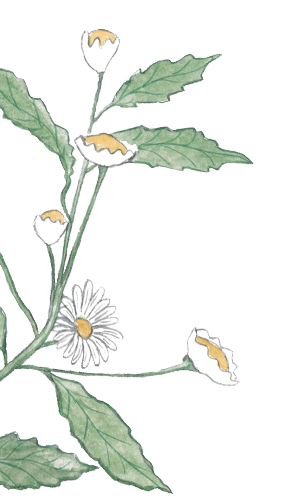 left-plant