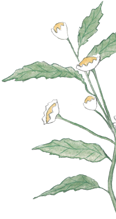 plant-leaves
