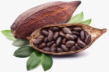 Cocoa