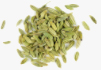 Fennel