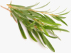 Tea tree