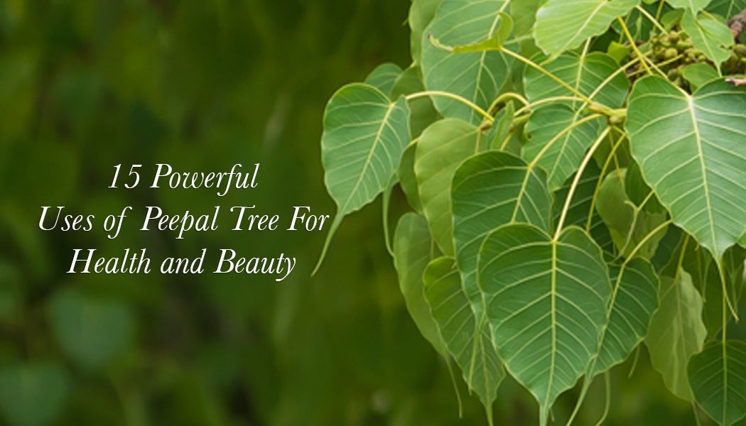 15 Powerful Uses Of Peepal Tree For Health And Beauty