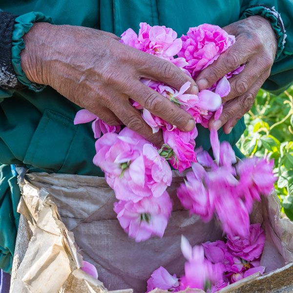 Making of pure rose water