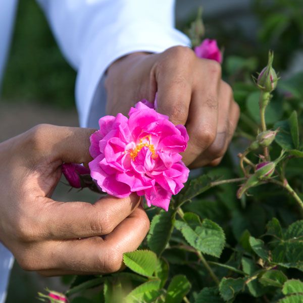 kannauj rose