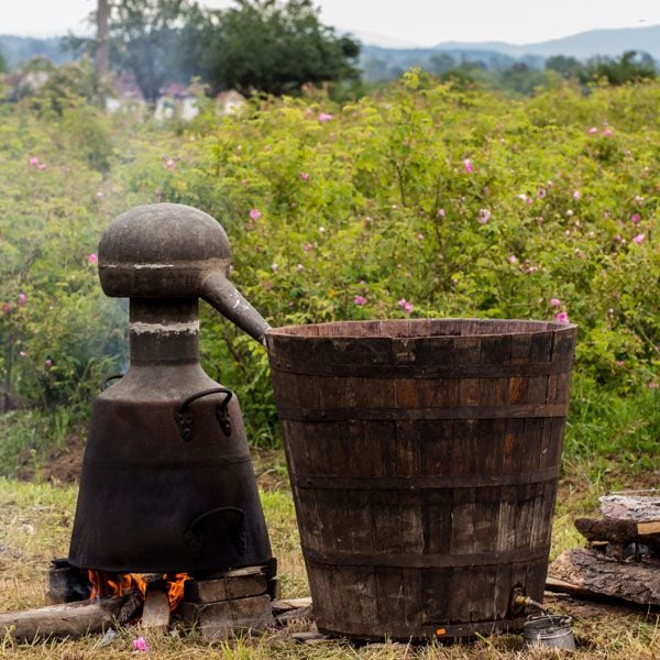 steam distillation of roses