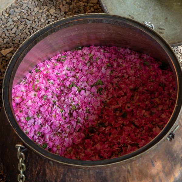 roses for kama rose water