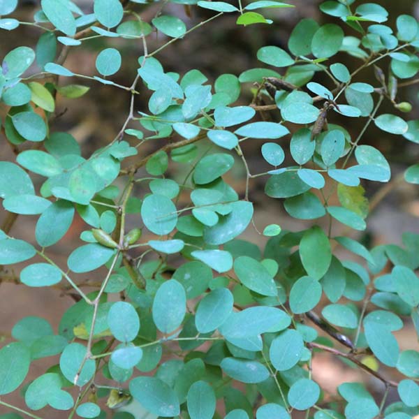 indigo leaves for indigo powder