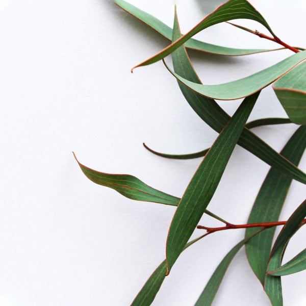 eucalyptus leaves