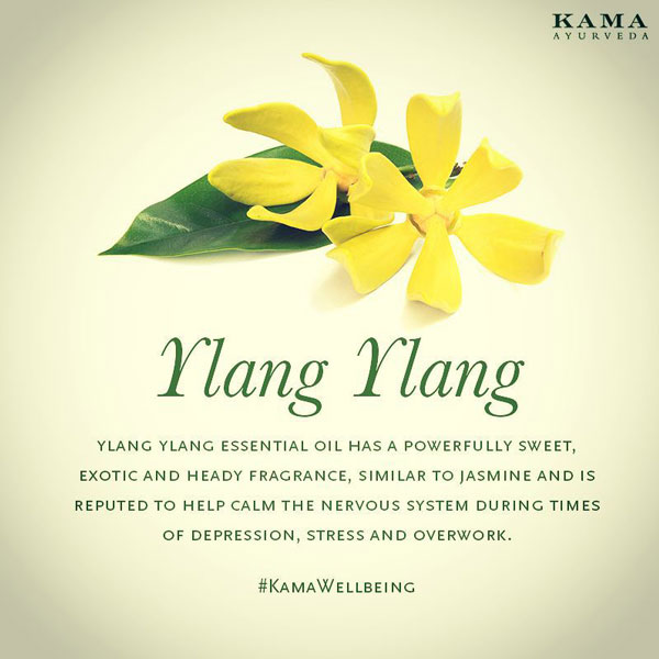 ylang ylang essential oil