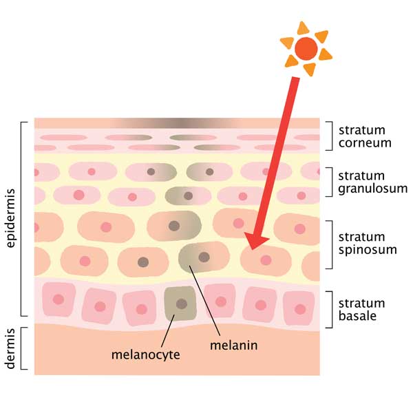 melanin and dark spots