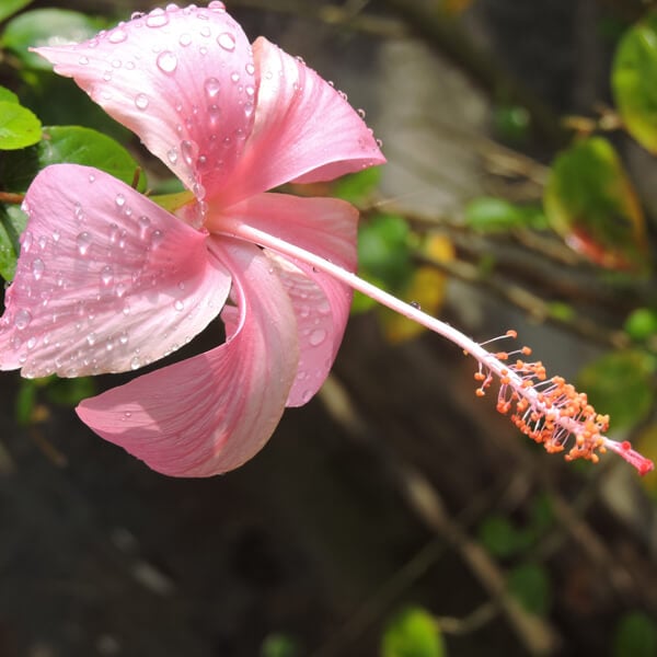 Hibiscus flower for hair