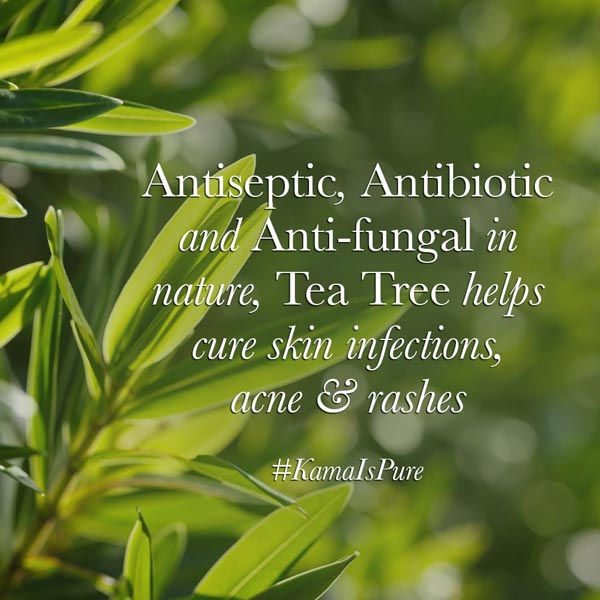 tea tree for oily skin