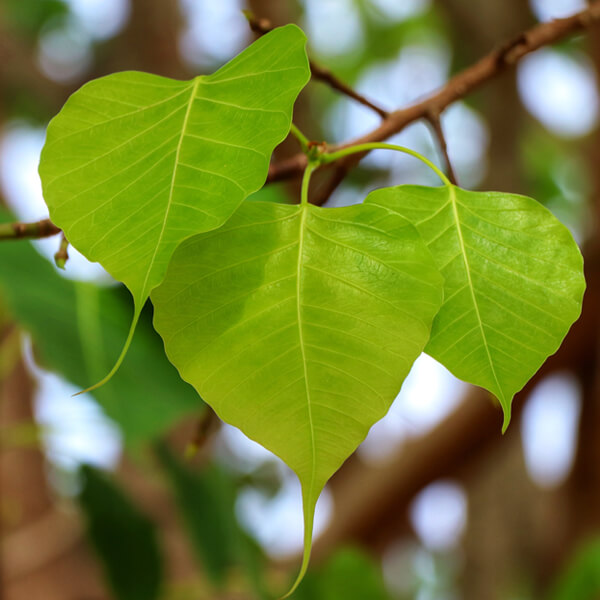 peepal tree leaves