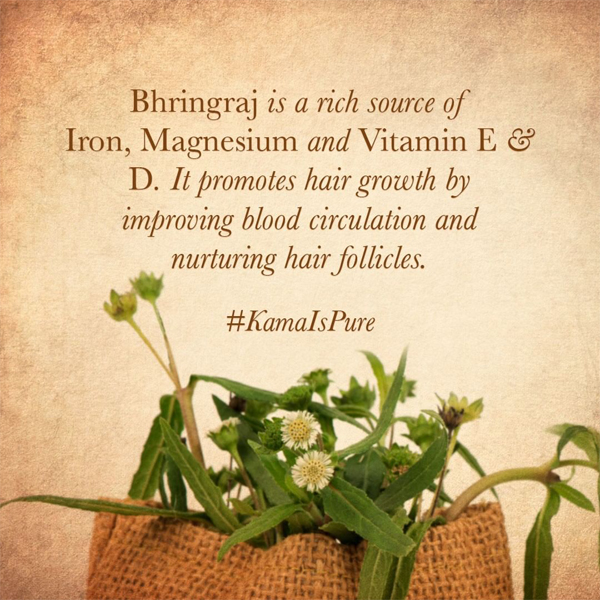 benefits of bhringraj