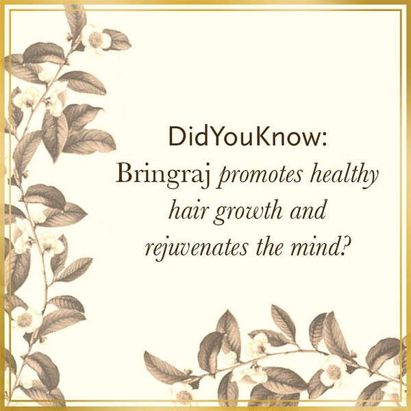bhringraj benefits for hair